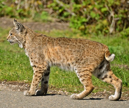 Bobcats abound on Kiawah Island. You’ll see them most often along the golf courses. Photo by Linda Tanner.