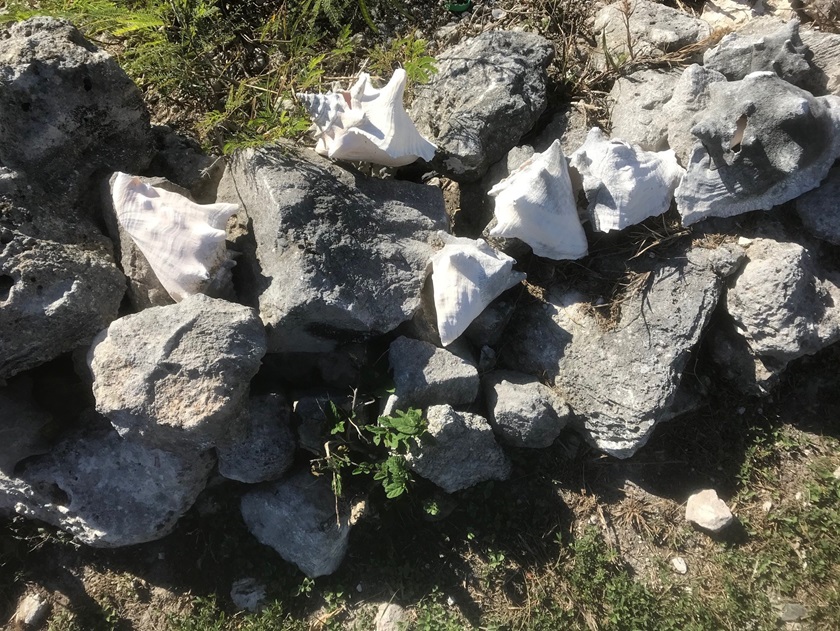 There's no shortage of conch shells in the Bahamas. Photo by Jill Tallman.