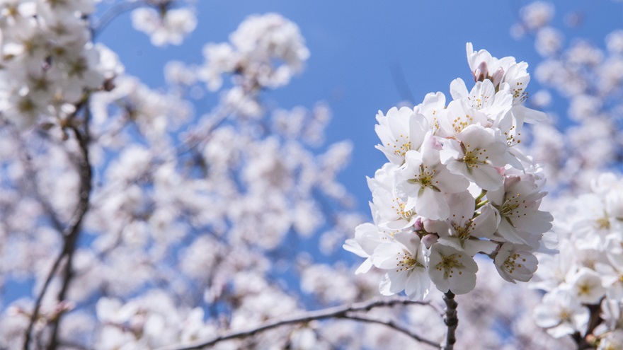 The Japanese cherry blossom or “sakura” is the national flower of Japan, but you don’t have to visit Japan to enjoy them. Depending on your region, you can enjoy these ephemeral flowers from late March to mid-April. Photo by Elizabeth Linares.