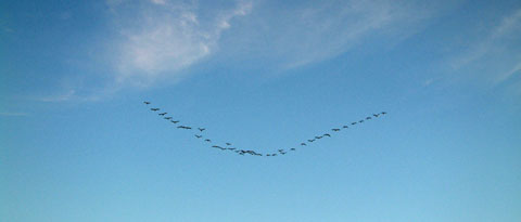 Geese