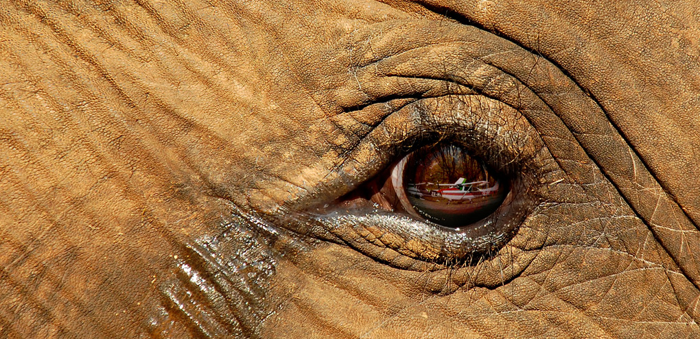 Elephant eye