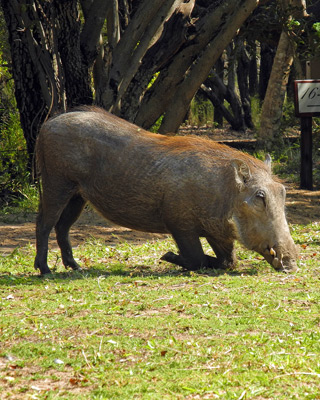 warthog