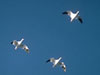 Birdstrike