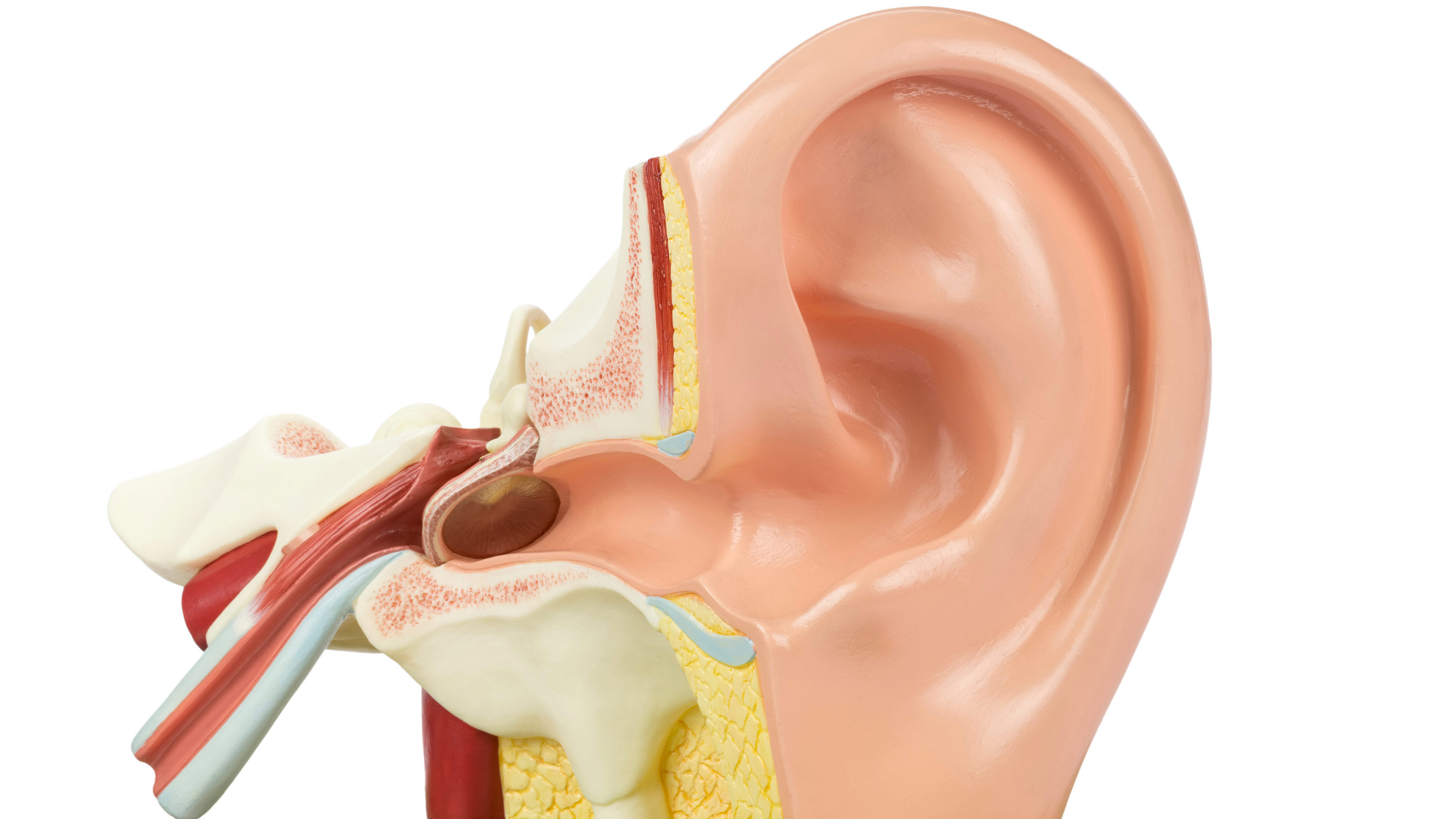 Ear nose online and throat