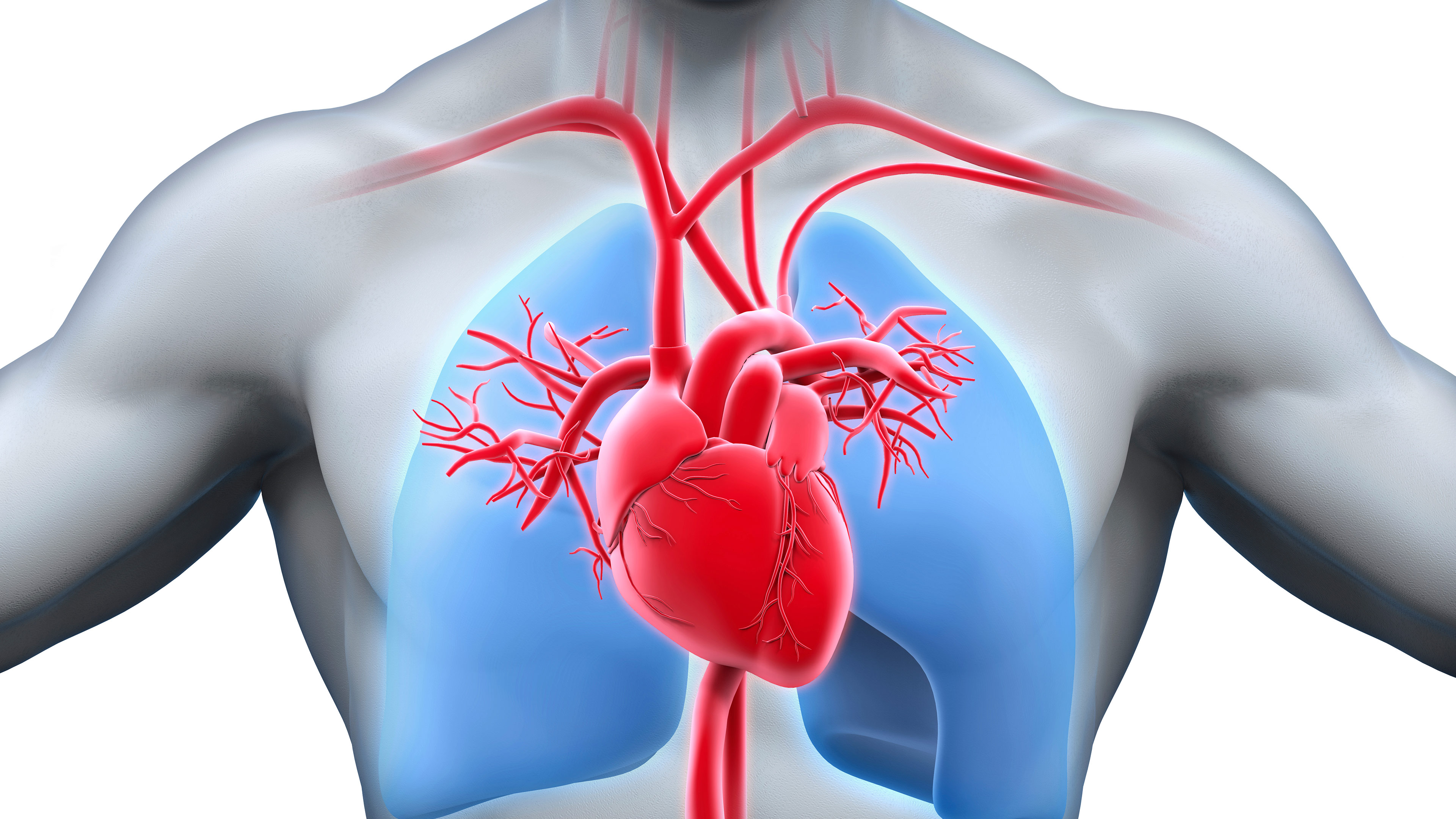 Cardiovascular Evaluation