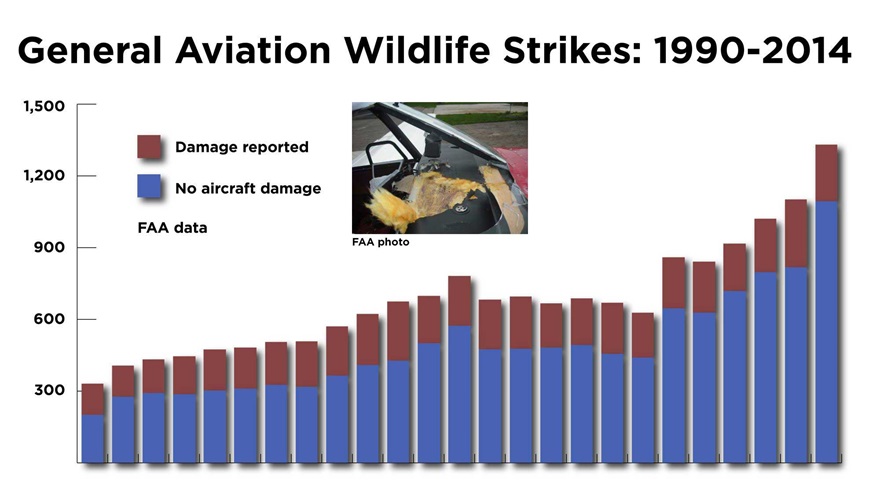 Wildlife collisions have increased worldwide since 1990, and are more likely to cause damage to smaller aircraft. This graph is based on FAA data. 