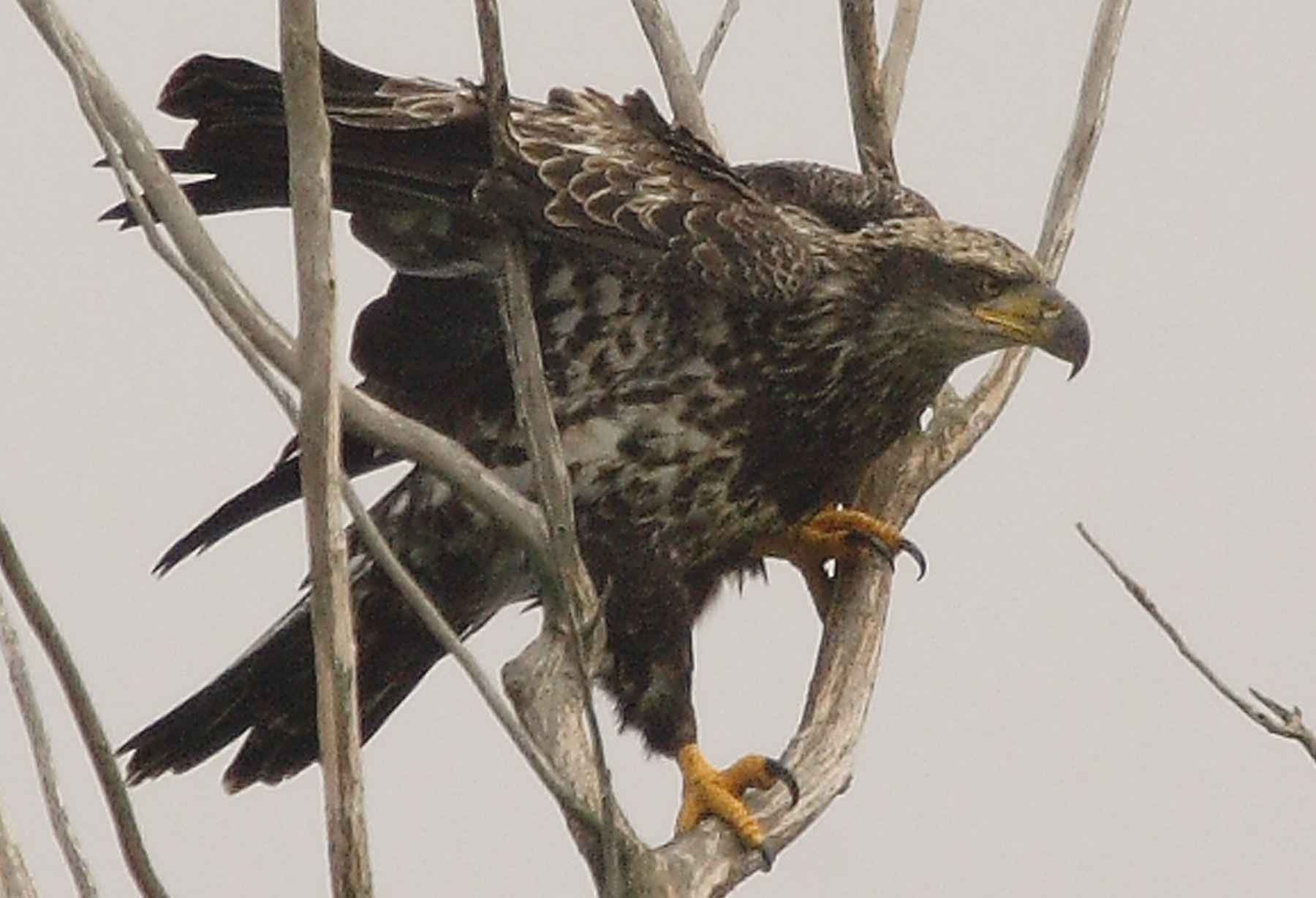 An immature bald eagle. Public domain photo. 