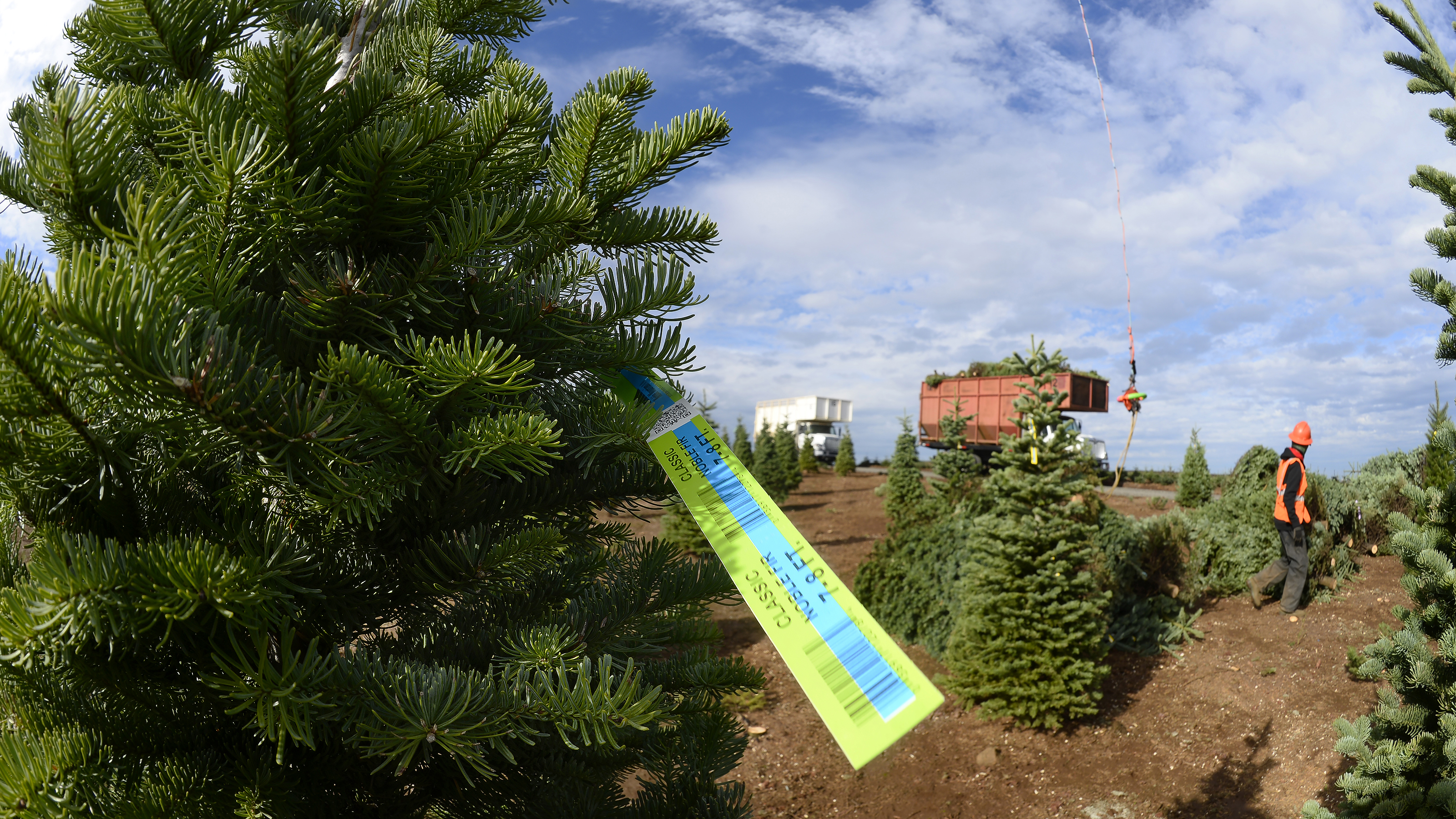 Helicopter operations are deployed for efficiency at Noble Mountain Tree Farm to aerially harvest thousands of Noble and Douglas fir trees in Salem, Oregon, Nov. 2. Photo by David Tulis.