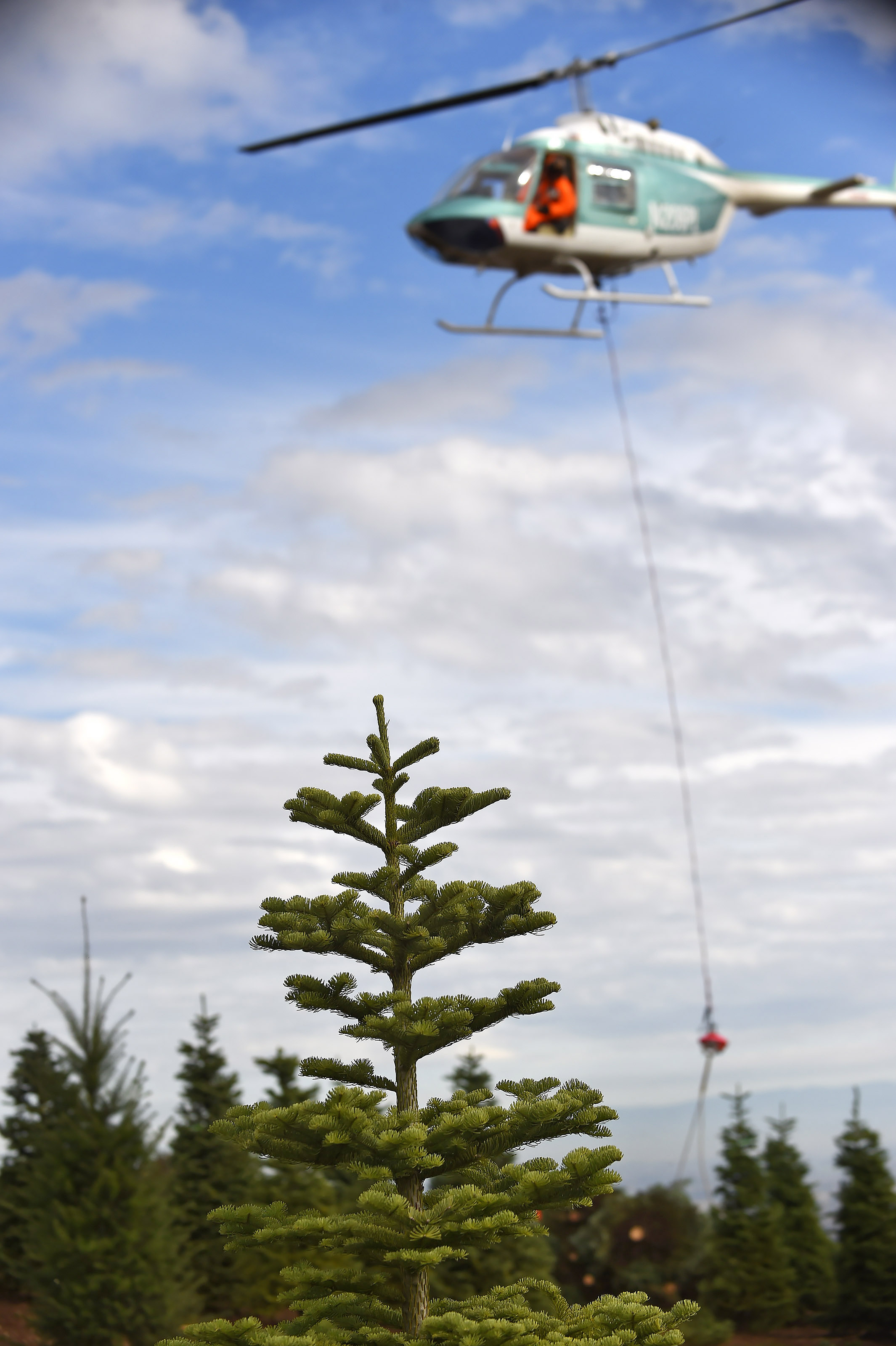 Bell Jet Ranger pilots aerially harvest 500,000 Noble and Douglas fir trees in Salem, Oregon. Photo by David Tulis.                                                                      