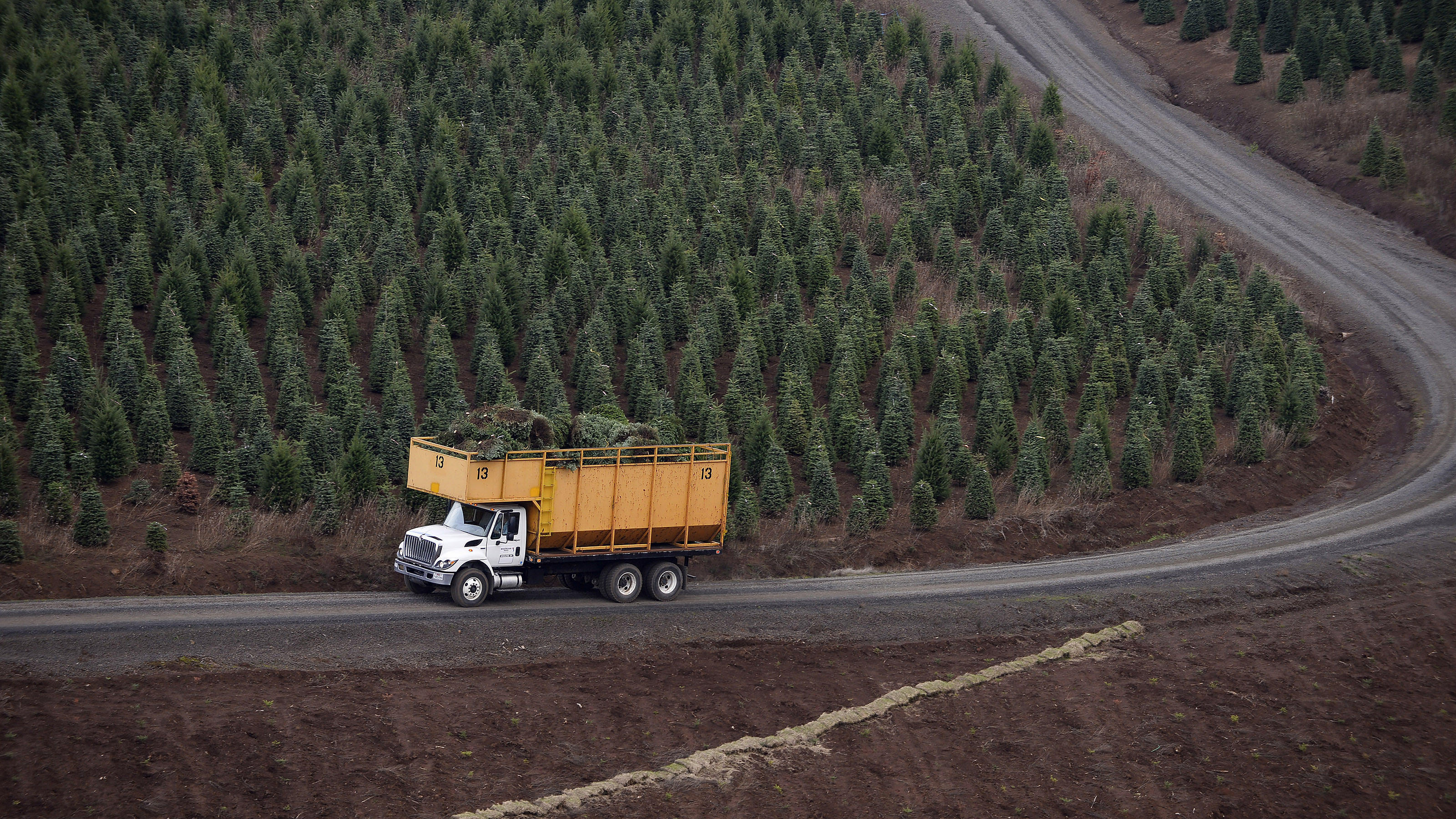 A truck called a 'tub' winds its way down a steep switchback from 1163-foot-tall Noble Mountain after a helicopter loaded it with bundles of Christmas trees near Salem, Oregon. Photo by David Tulis.