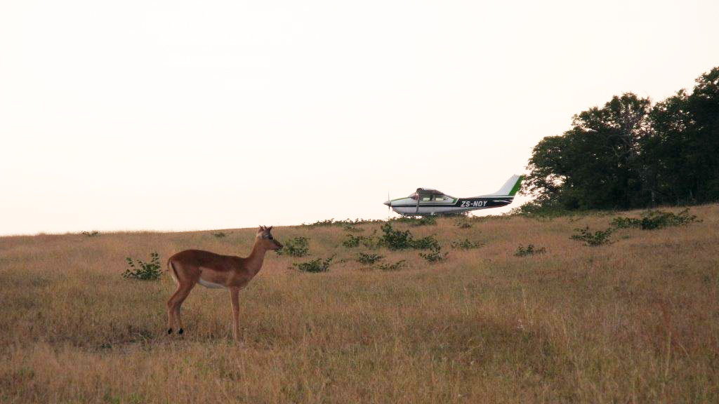 Wildlife at Ngala. Photo by Tom Haines.