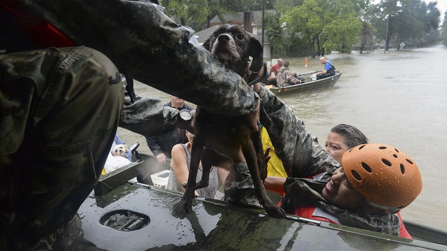 Texas National Guardsmen work with local emergency workers to rescue residents and animals from severe flooding in Cypress Creek, Aug. 28. Army National Guard photo by Capt. Martha Nigrelle.
