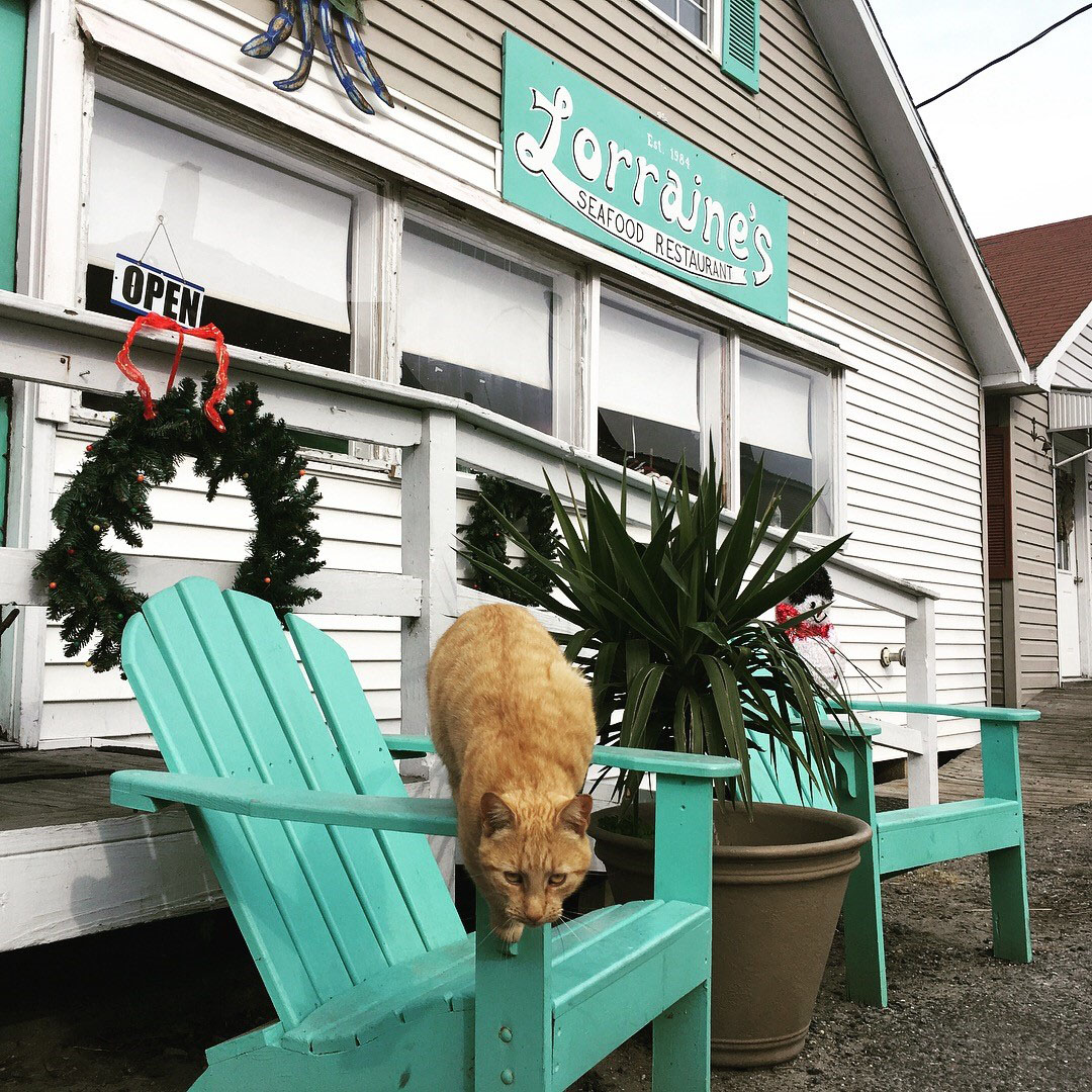 One of the many island cats leaps from its perch on a chair in front of Lorraine's restaurant. Photo by Joe Kildea.