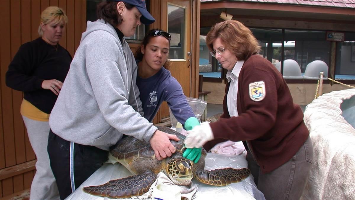 A cold-stunned sea turtle is handled by rescuers at Gulf World Marine Park in Panama City Beach, Florida. The cold-blooded reptiles can be seriously affected when water temperatures plummet. Photo courtesy of Richard Fowlkes.