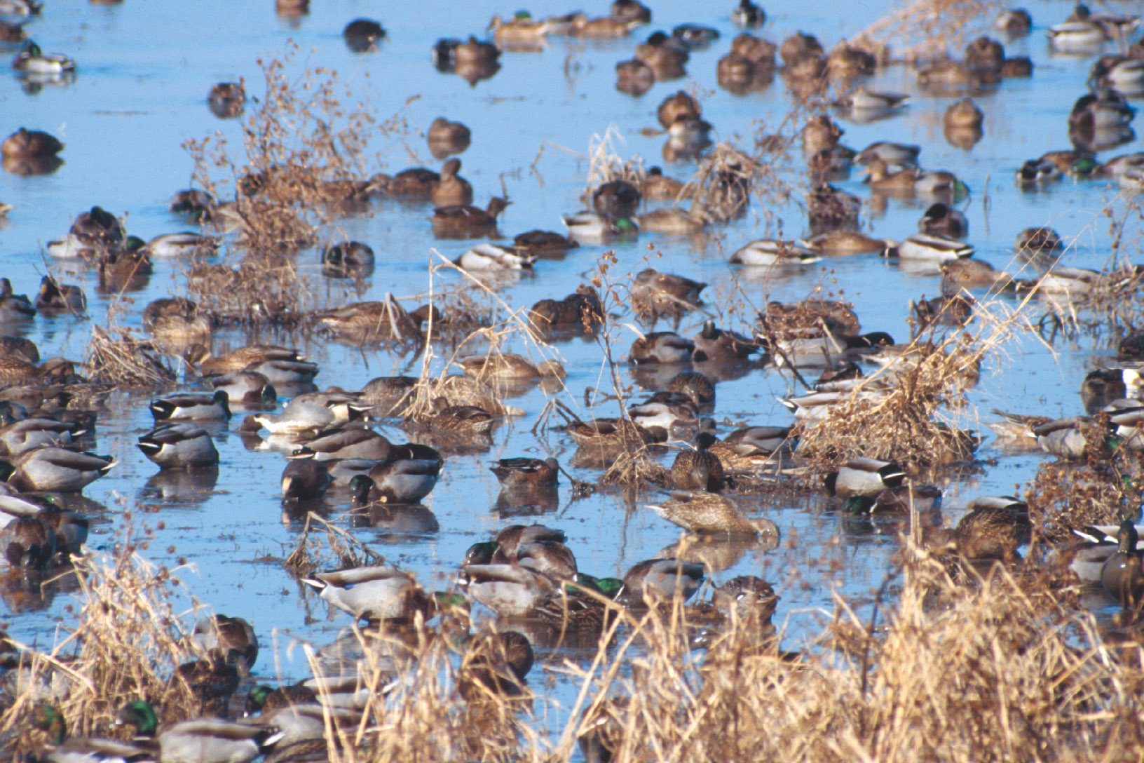 Pilots can expect to see thousands of Canada geese, trumpeter swans, pelicans, and ducks at the nearby Emiquon National Wildlife Refuge during the inaugural migratory bird fly-in and photo shoot. Photo courtesy of Aaron Yetter.