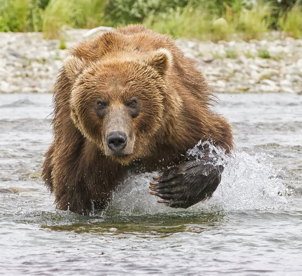 Glacier National Park is home to grizzly bears. Be bear-safe when hiking or camping and carry bear spray. Photo by William Pohley.