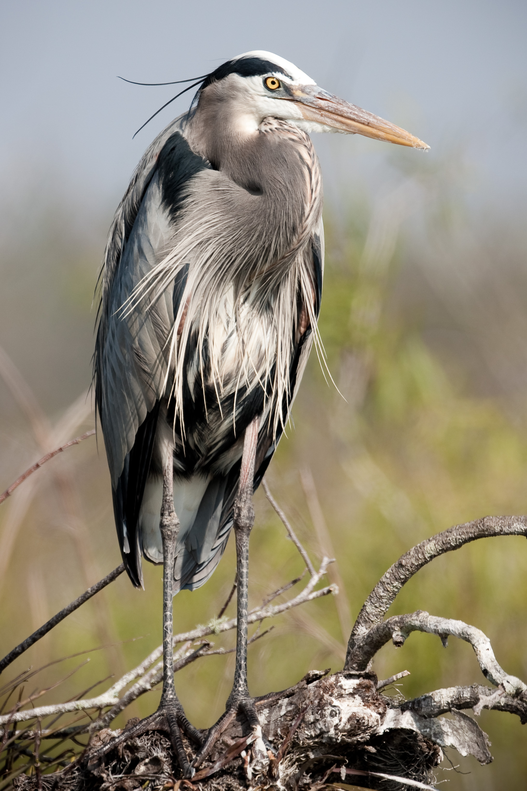 A great blue heron enjoys the expansive watery habitat of Everglades National Park. Photo by lubright via Flickr.