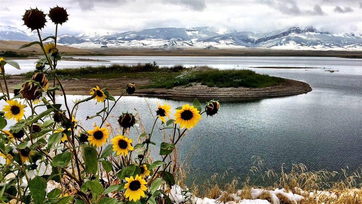 Sunflowers are native to Montana's Helena-Lewis and Clark National Forest. Photo courtesy of the U.S. Forest Service.
