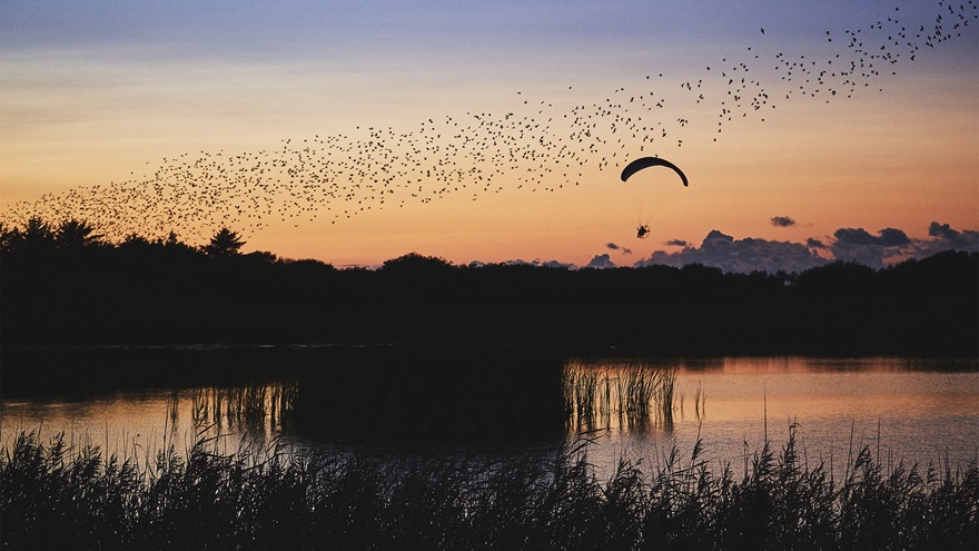 Horacio Llorens flies his electric powered paraglider with a large group of starlings during Sort Sol (Black Sun) in southwest Denmark. Photo by Esben Zøllner Olesen/Red Bull Content Pool.
