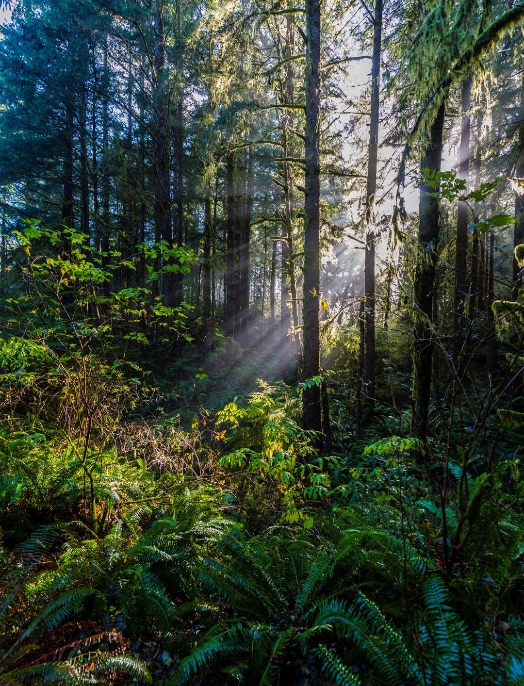 You can walk through a temperate rainforest in Ecola State Park. Photo by LDELD via Flickr.