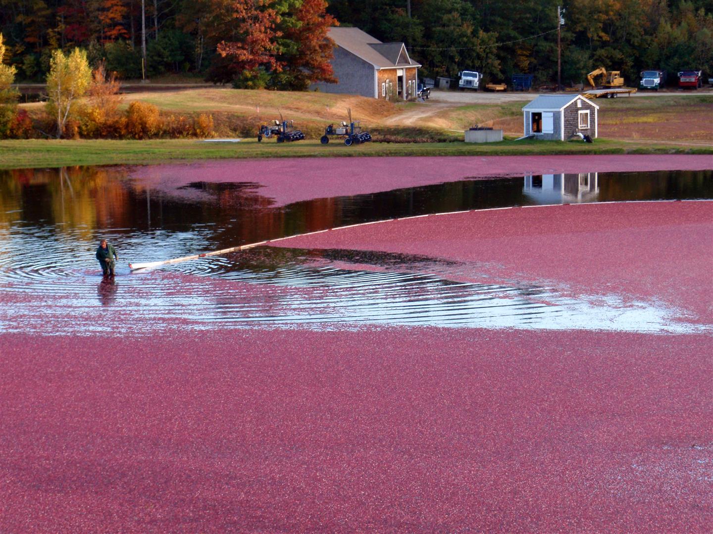 Coralling the cranberry crop. A berm at the edge of the bog holds the water in. Photo courtesy Mayflower Cranberries.
