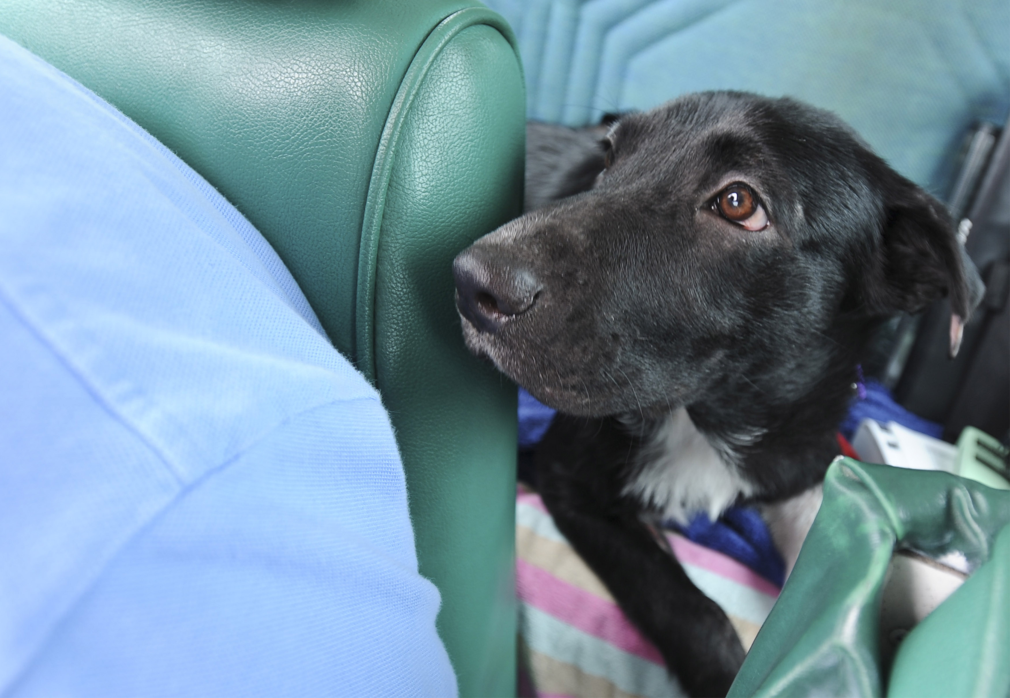 Oreo observes from the back seat of a Mooney during her general aviation journey to South Florida courtesy of Pilots N Paws volunteers. Photo by David Tulis.