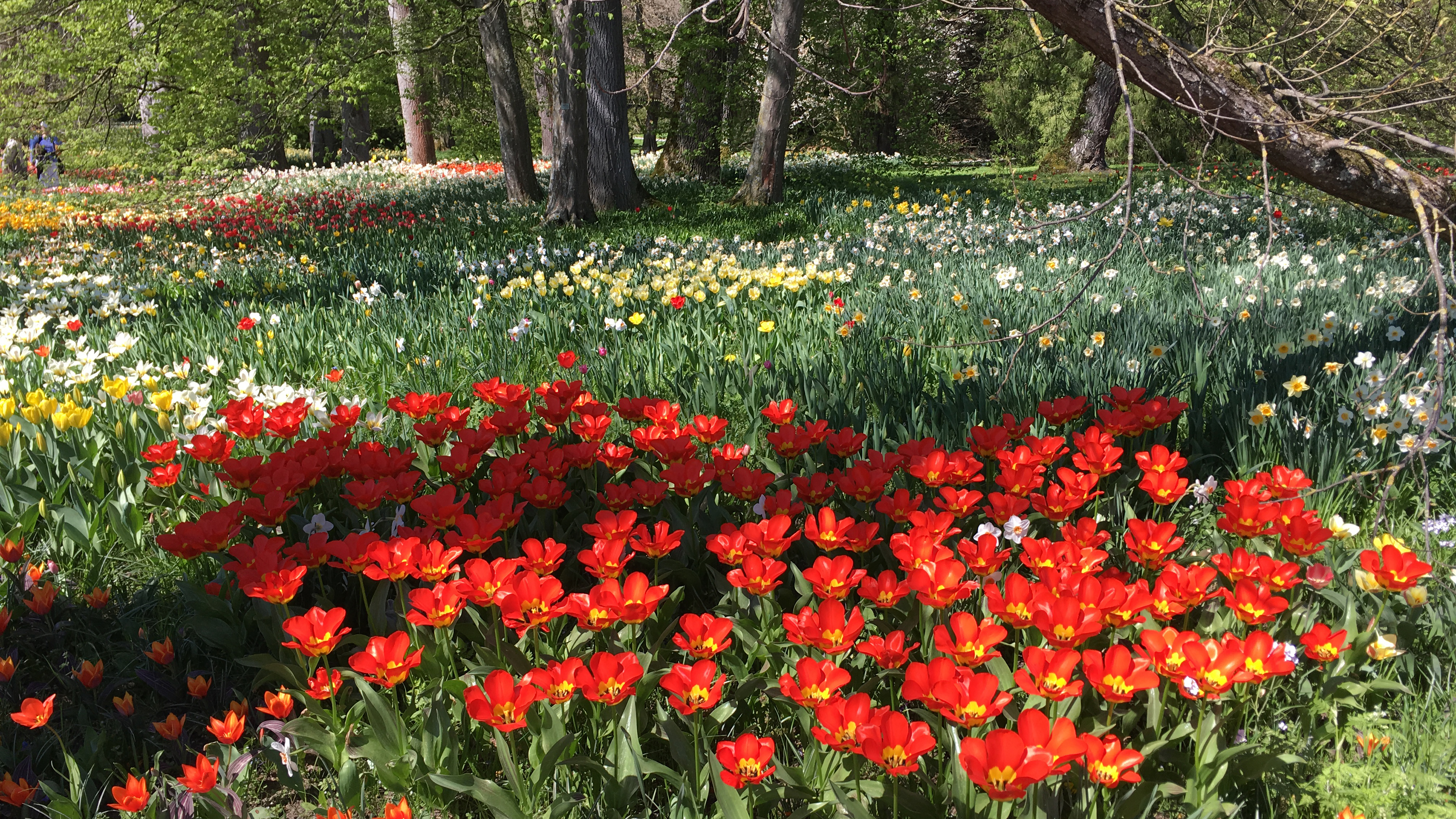 Mainau