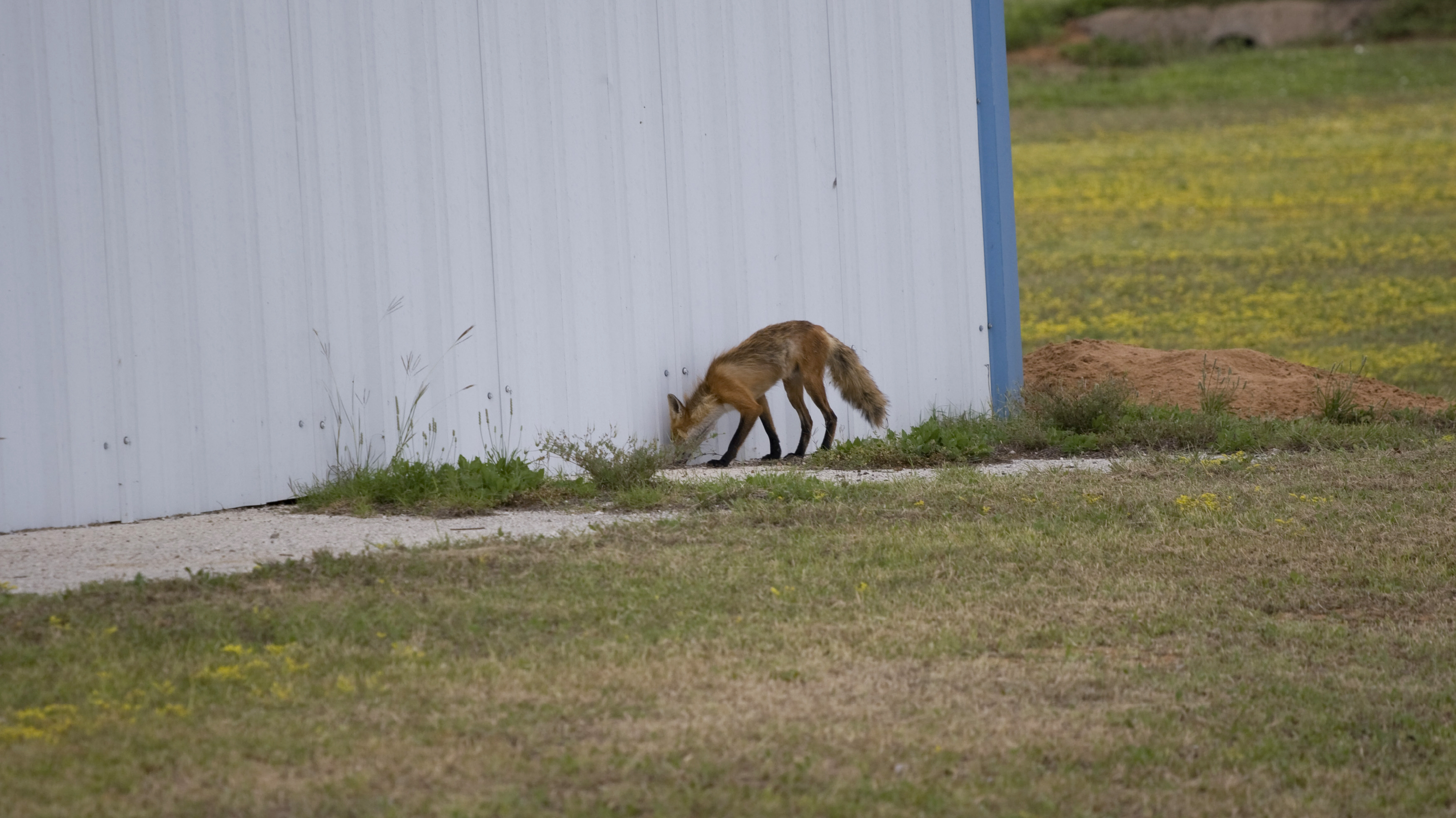 Wild animals and birds are a safety concern around airports. Photo by Al Marsh.