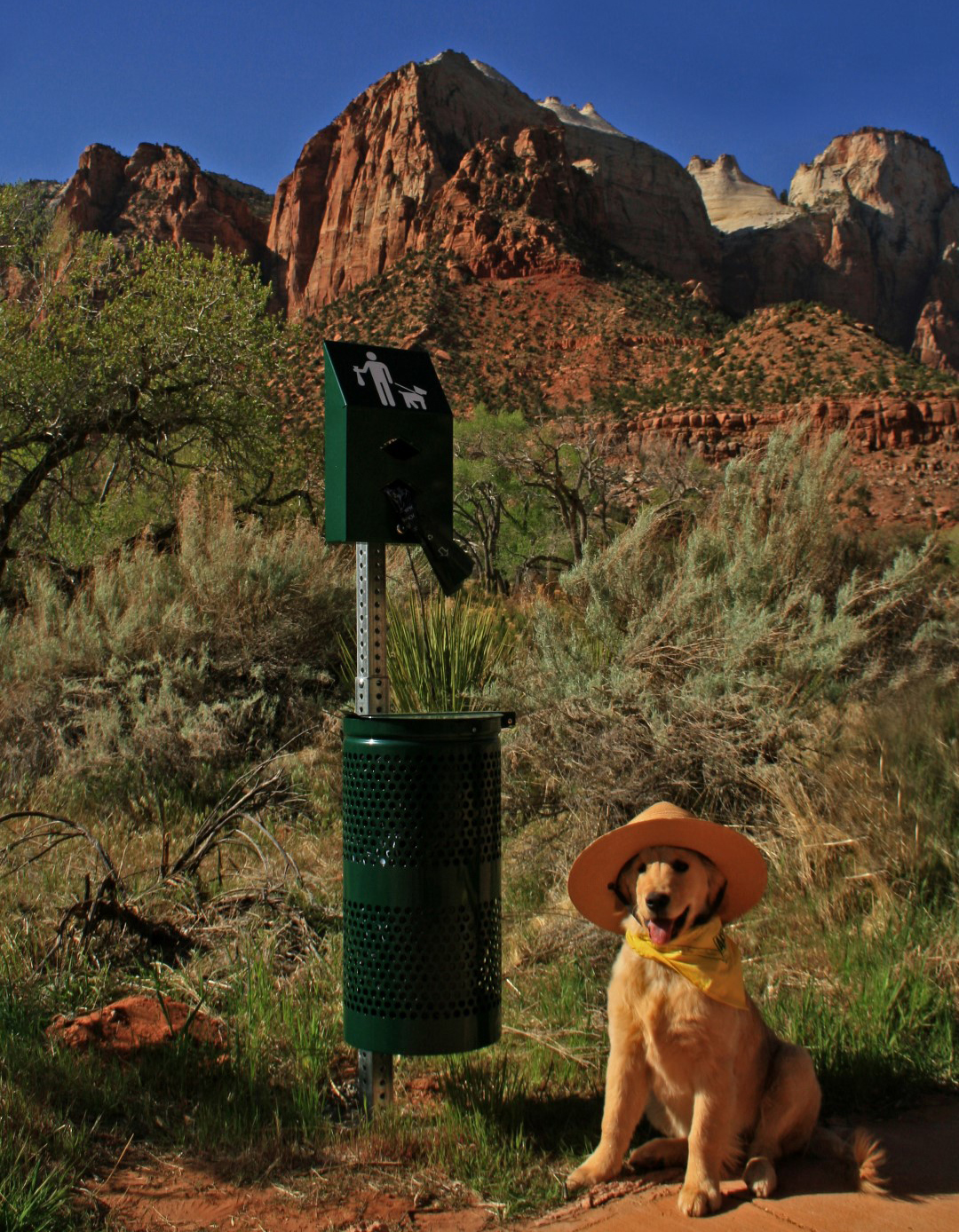 Pa’rus Trail is the only leashed-pet-accessible trail in Zion and starts right at the Visitors Center. Zion Ranger Rosie Retriever wants you to know that the new pet waste stations on Pa'rus Trail ensure she limits her impact by leaving only paw prints in her national park. Photo by Jonathan Fortner, NPS.