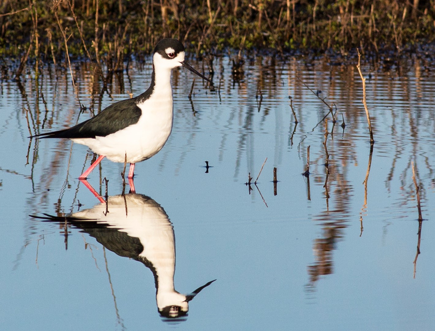 Go back in time 150 years as you stroll through the 50,000-acre Cosumnes River Preserve, where farmland was restored to its former natural landscape state with help from the Nature Conservancy, Ducks Unlimited, and state and federal agencies. Here, a black-necked stilt searches for prey. Photo by Bob Wick, courtesy BLM.