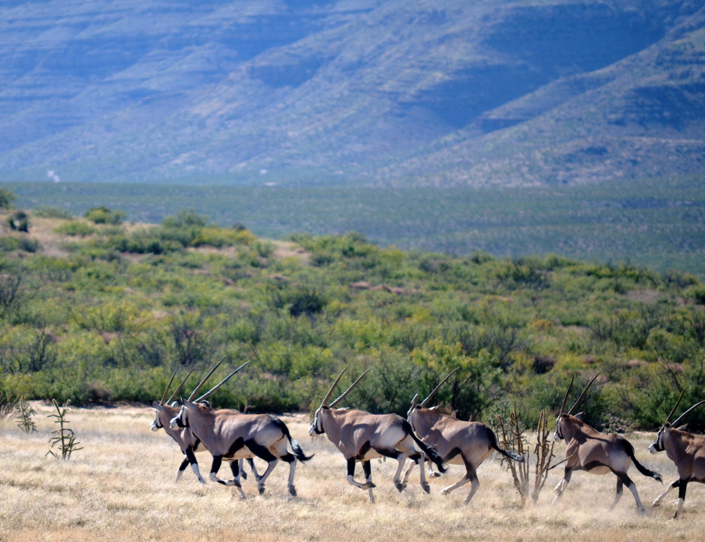 Take a photo safari, visit a bat cave, or hunt on the 362,885-acre Amendaris Ranch with Ted Turner Expeditions. Big game species on the ranch include bison, bighorn sheep, pronghorn, desert mule deer, mountain lion, javelina and oryx, shown here. Photo courtesy Ted Turner Expeditions. 