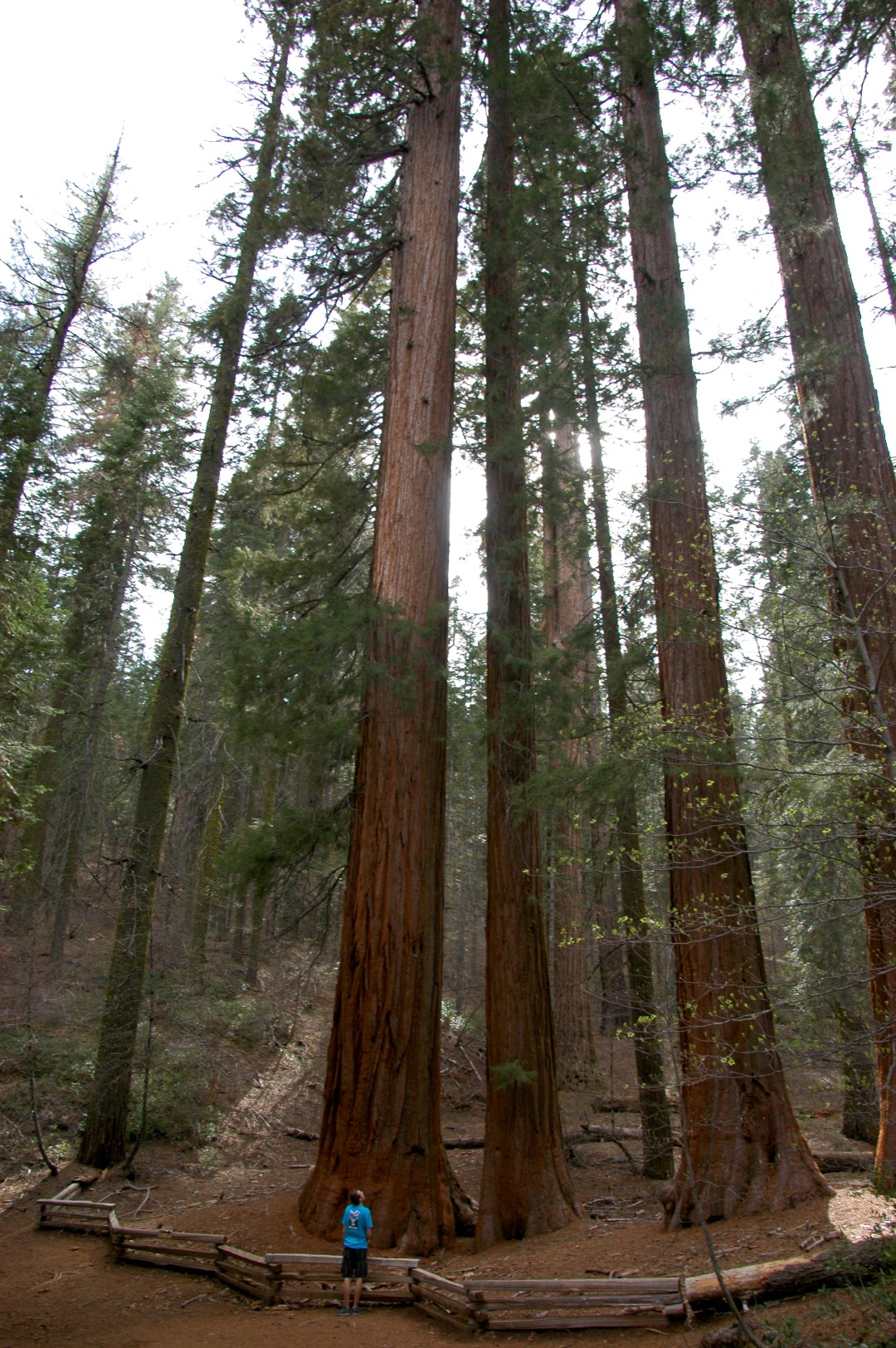 Shortly after you enter the park through the South Entrance, you can turn right to visit the Mariposa Grove of giant sequoias (see map below). It happened to be closed during our visit, so we instead drove to the Merced Grove, (off Highway 120 toward Tioga Pass) and hiked 1.5 miles to see about 20 of these ancient trees. Photo by Crista Worthy.