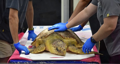 A turtle in rehabilitation is handled by veterinarians at the Georgia Sea Turtle Center on Jekyll Island, Georgia. Photo by David Tulis