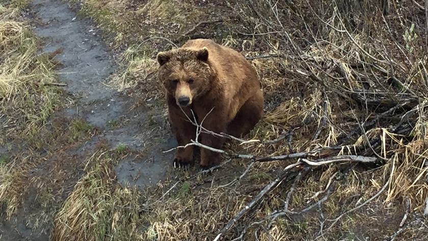 An elevated walkway gives tourists a safe but unobstructed view of brown and black bears. Photo by Alyssa Cobb.