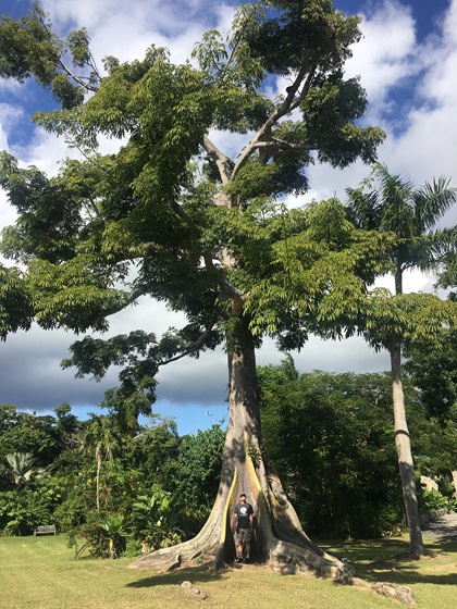 Kapok Tree at the St. George Village Botanical Garden. Photo by MeLinda Schnyder.