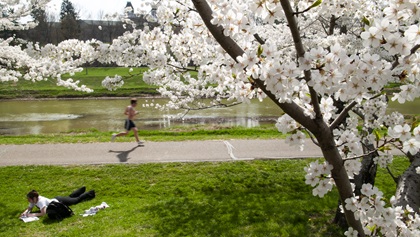 Students at Ohio University take in the fresh air beneath the cherry blossoms on the banks of the Hocking River. Photo by Elizabeth Linares.