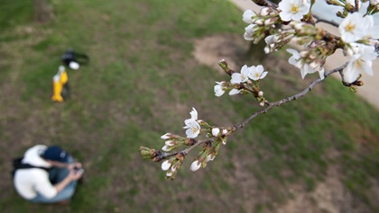 Try planning visits to larger cities, such as Washington, D.C., before or after peak for a bit more breathing room while still catching plenty of blooms for viewing. Photo by Elizabeth Linares.