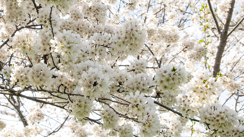 Remember: Cherry blossoms are in bloom for a short period of time, so make plans to see them while they last! Photo by Elizabeth Linares.