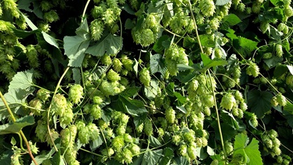 Chinook hop cones hang from the bines at High Wire Hops in Paonia, Colorado, where they're about to be harvested for use in a fresh hop ale. Photo courtesy of FlyteCo Brewing and Bruz Beers.