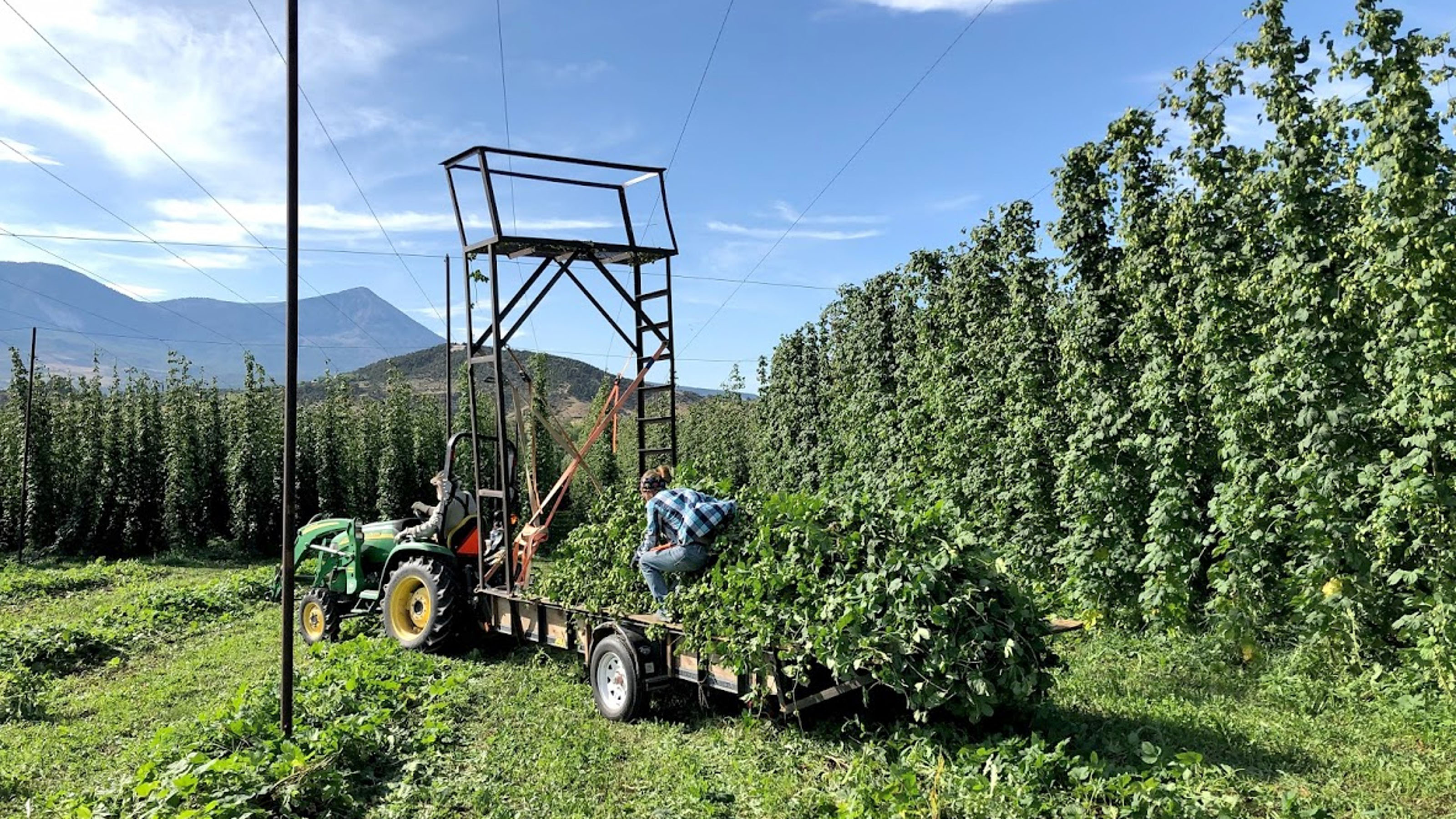When hops are harvested, the bines are cut down and carried to a machine that will separate the cone from the bine and leaves. Photo courtesy of FlyteCo Brewing and Bruz Beers.
