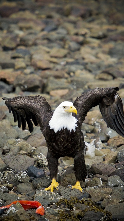 This eagle was photographed in 2015 in Alaska. Photo by Chris Rose. 