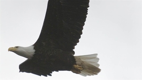 Obstacle avoidance may provoke bird rage