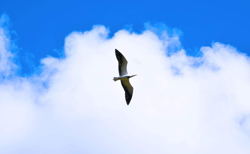 One of the AVES gulls in flight. Photo courtesy of The Drone Bird Co.