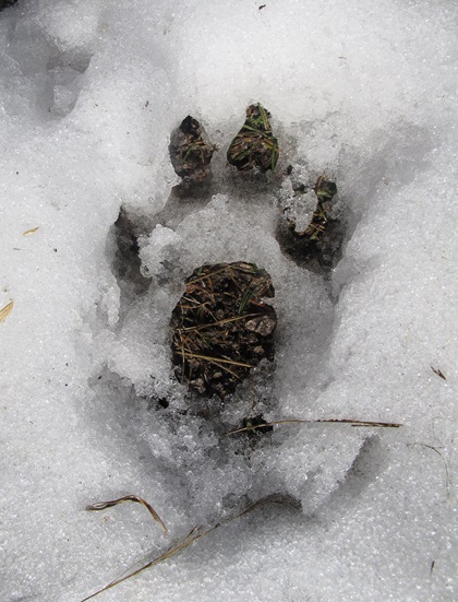Animal prints in the snow remind visitors that they share the outdoors at Ruidoso with native animals and wildlife. Photo by Zach Ryall.