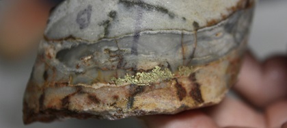This photo shows gold mineralization in a drill core sample collected in Nevada. Photo courtesy of Pioneer Exploration Consultants.