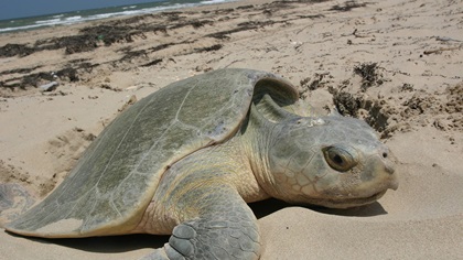 A rare Kemp's Ridley sea turtle builds her nest. (Photo courtesy of the National Park Service.)