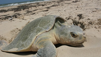 A rare Kemp's Ridley sea turtle builds her nest. (Photo courtesy of the National Park Service.)