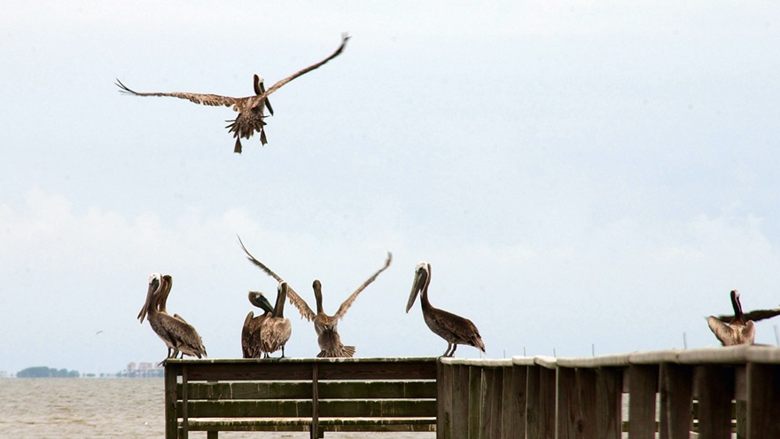 A pelican takes flight near Apalachicola, Florida. Photo by David Tulis.
