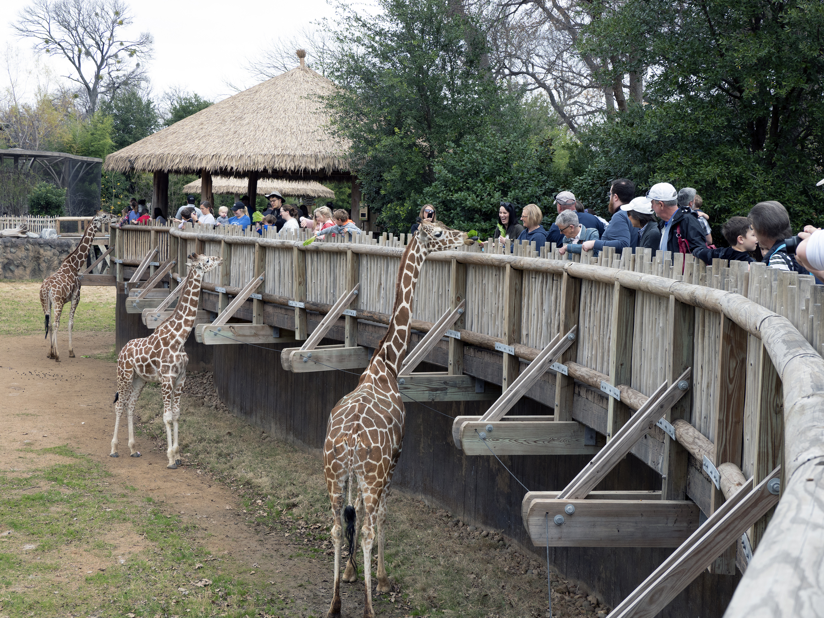 The Fort Worth Zoo features regularly in any discussion of the top U.S. zoos. The zoo includes more than 7,000 animals on 64 acres and is accredited by the Association of Zoos & Aquariums. It gets high ratings for unique habitats, from an African Savanna area that allows you to fully circle the giraffes in their habitat to the new Elephant Springs development, home to seven Asian elephants (including a three-generation family), a floating fishing village, watering holes, and green spaces. Photo by MeLinda Schnyder.