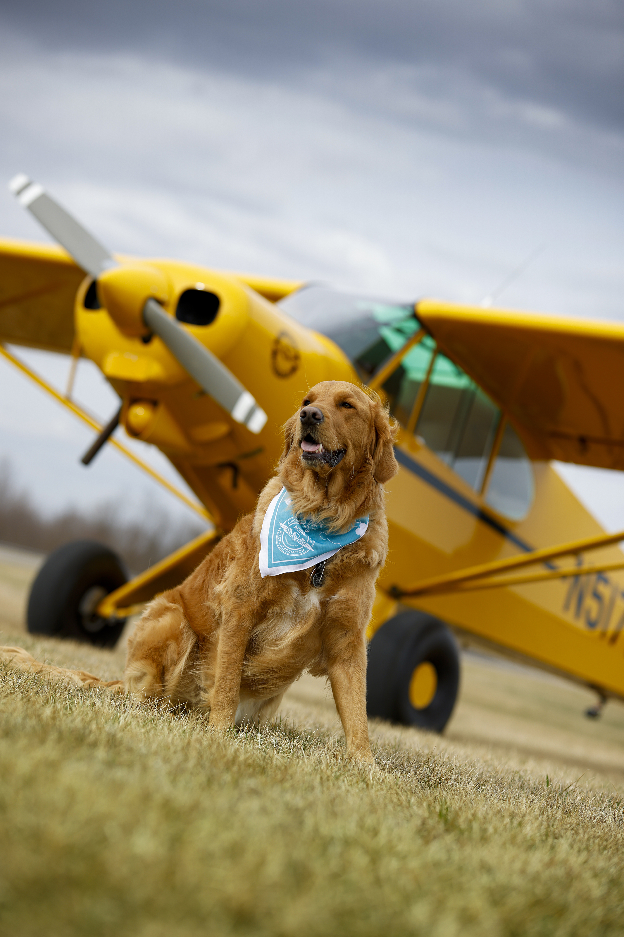 Flying with dogs.